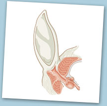ear health