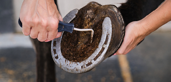 How to give your horse the best care during colder weather