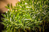 goose grass