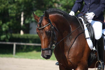 Training and Competition