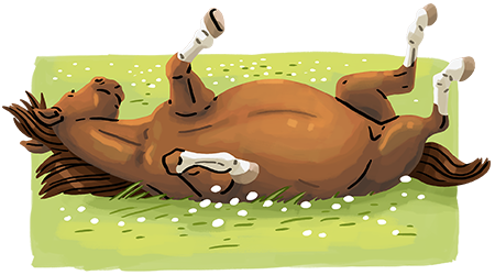 What personality type is your horse?