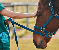 How to keep your horse safe during fireworks