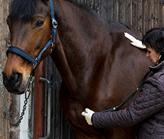 How to read horse body language for a happy equine
