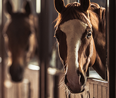 horses