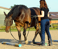 Groundwork exercises to improve your horse’s strength and suppleness
