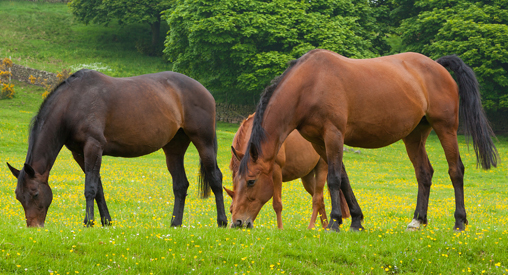 How to spot a horse in pain